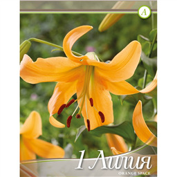 Лилия Оранж Спейс