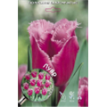 Тюльпан Бахромчатый Лувр