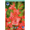 Гладиолус Малика