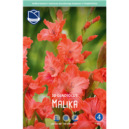 Гладиолус Малика