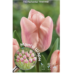 Тюльпан Триумф Манго Шарм