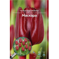 Тюльпан Триумф Маскара