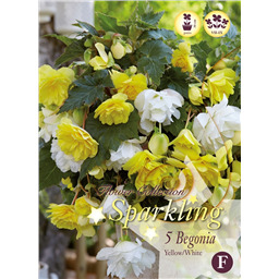 Микс бегоний Каскад Желто-Белых