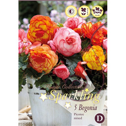 Микс бегоний Пикоти