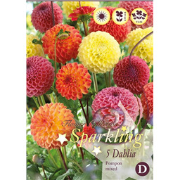 Микс георгин Помпонных