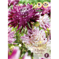 Микс георгин Пурпурно Белых