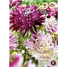 Микс георгин Пурпурно Белых