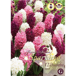 Микс гиацинтов ( Пурпурно-Розовых)