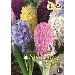 Микс гиацинтов