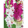 Микс гладиолусов Бело-Пурпурных