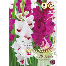 Микс гладиолусов Бело-Пурпурных