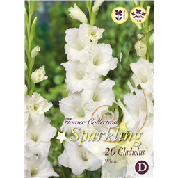 Микс гладиолусов Белых