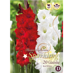 Микс гладиолусов Кросно-Белых