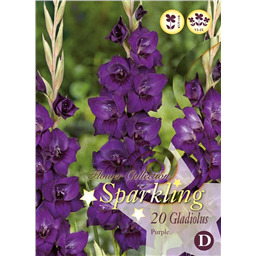 Микс гладиолусов Пурпурных