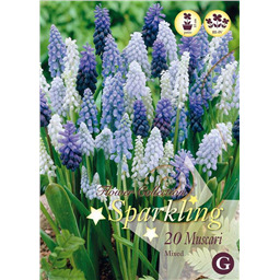 Микс Мускари