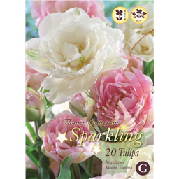 Микс тюльпанов (Анжелик, Моунт Такома)