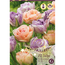 Микс тюльпанов (Чармин Бьюти, Дабл Ширли)