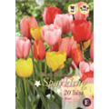 Микс тюльпанов (Дарвиновы гибриды)