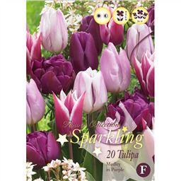 Микс тюльпанов (Медлей ин Парпл)