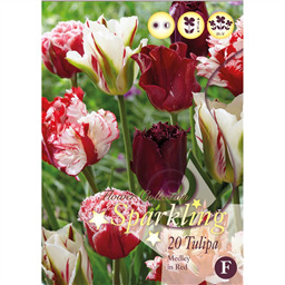 Микс тюльпанов (Медлей ин Ред)