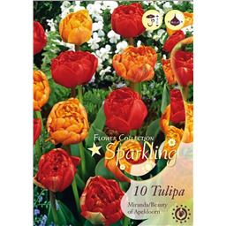 Микс тюльпанов (Миранда, Дабл Бьюти оф Апельдорн)