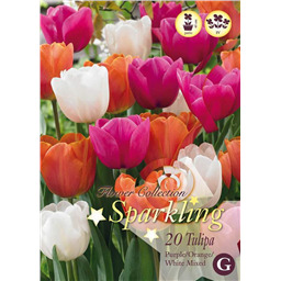Микс тюльпанов (Пурпурно-Оранжевых, Белых)