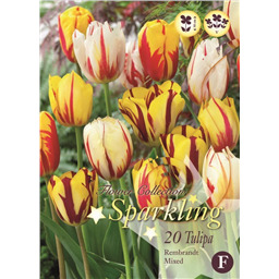 Микс тюльпанов (Рембрандт)