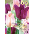 Микс тюльпанов (Салмон Принц, Парпл Принц)