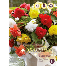 Микс бегоний Пендула