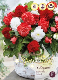 Микс бегоний Мармората Красно-Белых