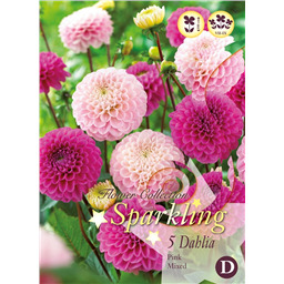 Микс георгин Помпонных Розовых