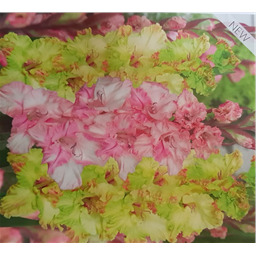 Микс гладиолусов Краснодар/Киев