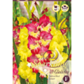 Микс гладиолусов Желто-Красных