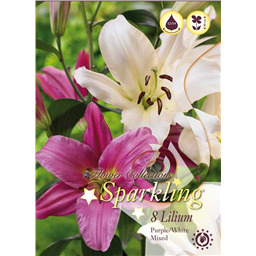 Микс лилий Бело-Пурпурных