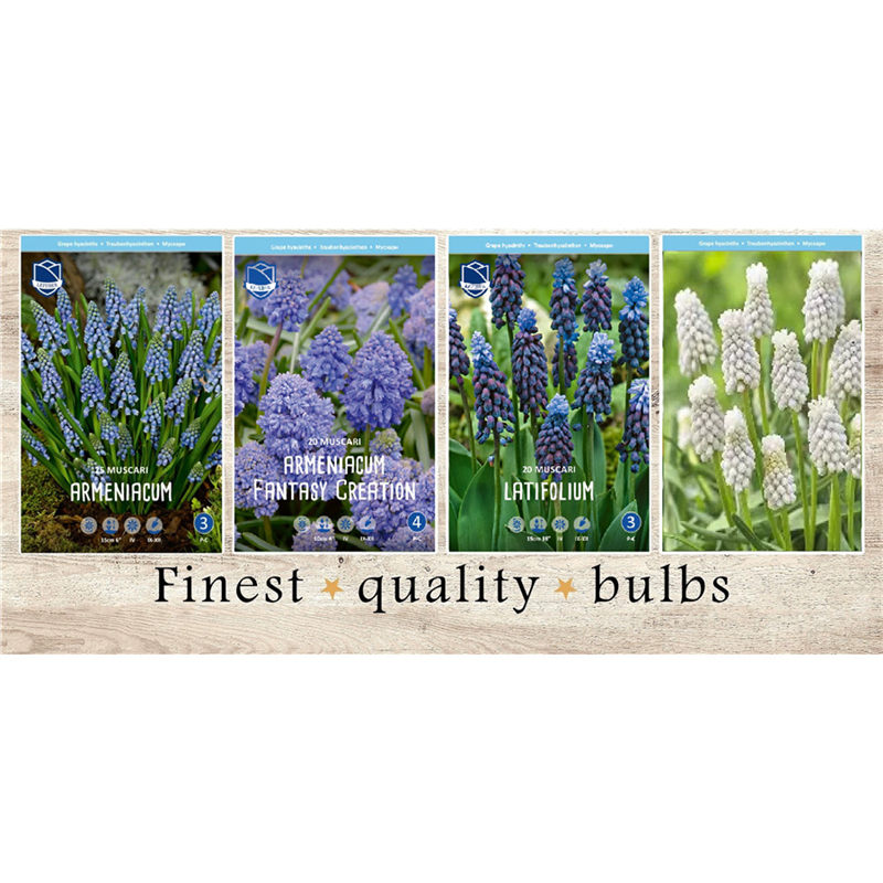 MIS-815 Мускари(4x150шт.)7/8