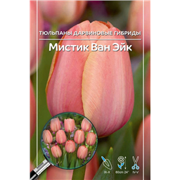 Тюльпан Дарвинов гибрид Мистик Ван Эйк