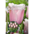 Тюльпан Триумф Мистресс Мистик