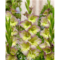 Мунлайт Шейдоу