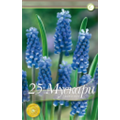 Мускари Арменикум