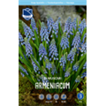 Мускари Арменикум