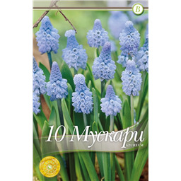 Мускари Азуреум