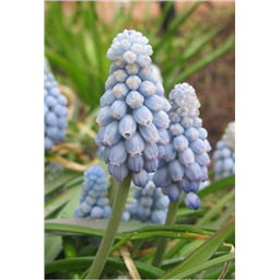 Мускари Бейбис Брет