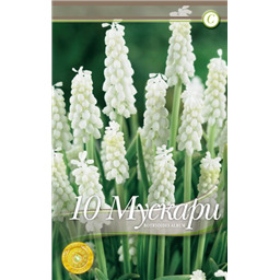 Мускари Ботриойдис Альбум