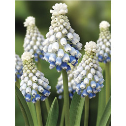 Мускари Моунтейн Леди