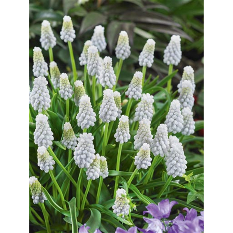 Мускари Сибериан Тайгер