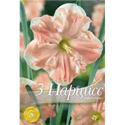 Нарцисс Априкот Твил