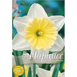 Нарцисс Айс Фолиез