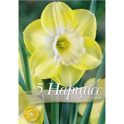 Нарцисс Авалон