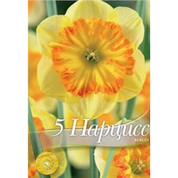 Нарцисс Берлин