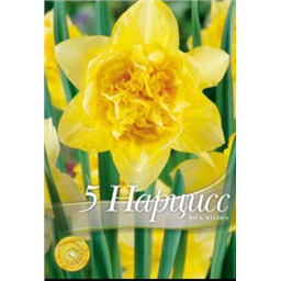 Нарцисс Дик Вилден